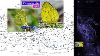 Butterfly Eurema hecabe [upl. by Eldorado]