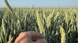 Awnless Spring Triticale [upl. by Edaj987]