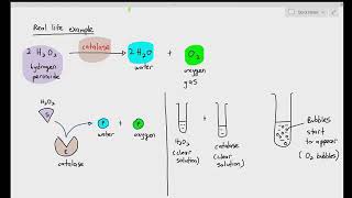 ALevel Biology  Experiment Immobilised enzyme vs free enzyme [upl. by Camille]