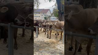 switzerland stgallen altstätten viehschau livestockshow கால்நடைநிகழ்ச்சி [upl. by Matt]