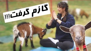 یوگا با بزGOAT YOGA IS FUN [upl. by Dinny]