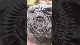 beach prepped ammonite found whilst fossilhunting shorts [upl. by Phelia359]