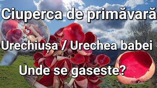 CiupercaUrechiușaPocalul piticilorUrechea babei unde se găsește cum se poate găti [upl. by Artapoelc]