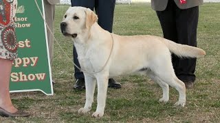 Windsor Dog Show 2015  Best Puppy in Show [upl. by Rammus]