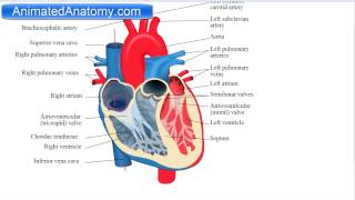 Heart Anatomy And Function [upl. by Schaffer]