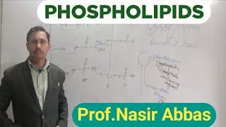 Phospholipids  Structure  Phosphatidylcholine  Ethanolamine  Importance  1st year Biology [upl. by Akanke]