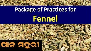 Package of Practices for Fennel Foeniculum vulgare [upl. by Zorina10]