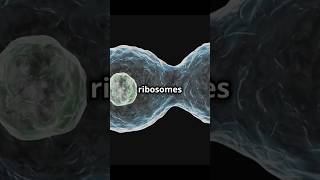 Ribosomes The Key Difference Between Prokaryotic vs Eukaryotic cells 🌟 [upl. by Maxentia]