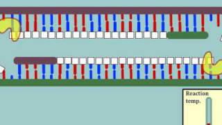 Intro to Polymerase Chain Reaction PCR  MultiLingual Captions [upl. by Sandry]