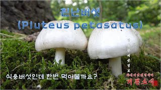 흰난버섯Pluteus petasatus 먹어볼까요 난버섯과 같은 식용버섯이고 맛도 비슷합니다 [upl. by Ahtnicaj]