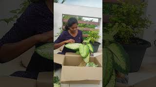 Plants unboxing video gardening indoorplanting houseplants indoorplantlovergardenup [upl. by Mojgan]