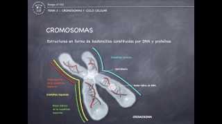 Tema 3  Cromosomas y ciclo celular [upl. by Tripp]