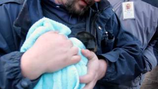 Trapped Puppy Rescued from Underground Pipe [upl. by Enelyk]