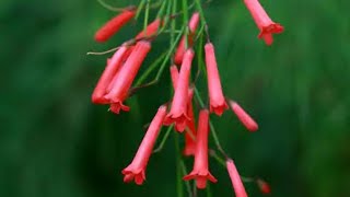 How to grow and care firecrackerRusselia flowering plant पूरी साल फूल देने वाला पौधा [upl. by Anirdua]