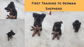 First day Training to German Shepherd in tamil  Rocky 🐶🐶 Basic commands 😎🤠 [upl. by Henrie]