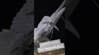 חצי האי krabi עושים כבוד לדייגים ודגים [upl. by Nangem]