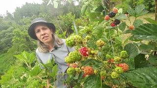 VÍDEO EXTRA CULTIVAR E PODAS DE AMOREIRA Plantar em Casa [upl. by Doreen]