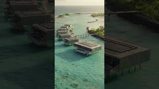 Patina Maldives  Villas Dolphin Cruise and Art shorts [upl. by Arracahs]