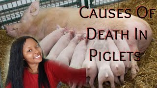 Causes Of Piglets Mortality  Avoid Piglets Death [upl. by Eneja]