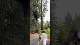 Amazing Trick Tree Cutting 🌳🌴 tree trees treecuttingtreecutterviralshorts2024shortfeedsforu [upl. by Attesor]