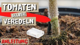 Tomaten einfach selbst Veredeln  Komplettanleitung [upl. by Haslett361]