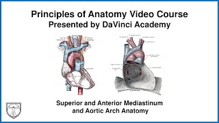 Superior and Anterior Mediastinum and Aortic Arch Anatomy Thorax Anatomy 8 of 16 [upl. by Natika696]