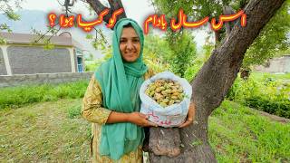 Almond Harvesting  Village Vlog  Vlogs New Video [upl. by Bez703]