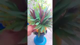 Rhoeo plant care tipsterracegarden garden nature youtubeshorts fyp trending [upl. by Rramed]