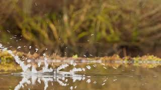 Wildlife Photography and Film Kingfisher diving in slow motion best viewed in HD [upl. by Topper]