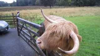 Highland Cow near Grantown on Spey Scotland 2012 [upl. by Aitnis]