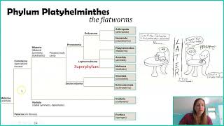 Phylum Platyhelminthes Overview The Flatworms And yes they are actually flat [upl. by Wilcox]