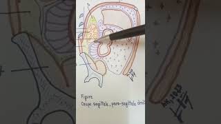 Moyens de fixité des reins fascia prérénal et fascia rétrorénal [upl. by Braden187]