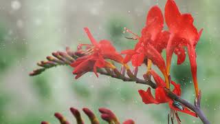 How to Grow Crocosmia [upl. by Anirrok]