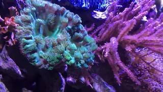 Grubes Gorgonian by ORA [upl. by Ettari]