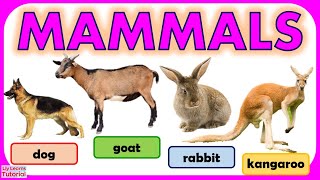 MAMMALS  Vertebrates  Classification of Vertebrates  Types of Animals  Liy Learns Tutorial [upl. by Joachim]