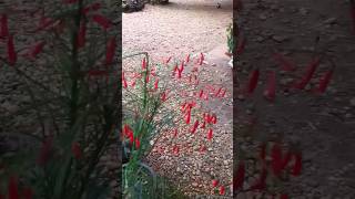 firecracker plant  Russelia equisetiformis utube shortvideo [upl. by Annotahs]