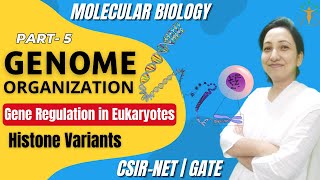 Genome Organization Part 5  Gene Regulation in Eukaryotes  Histone Variants  CSIRNET LS [upl. by Nylavad478]