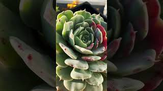 Echeveria Pinwheel Tuxpan balconygarden succulentsplanterspot echeveria garden [upl. by Winfield]