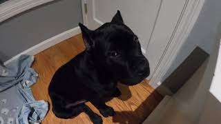 Cane Corso Ear Crop Healing Process [upl. by Debee507]