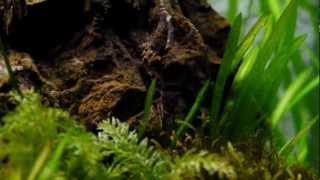 Moss and shrimp in the 350 Tank [upl. by Daveen628]