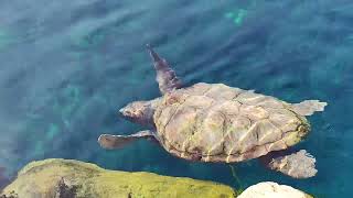 Museu de les Ciències Oceanogràfic Valencia 2024 [upl. by Aniham269]