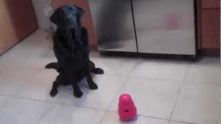 KONG Wobbler Dog Toy Review [upl. by Aerdnac136]