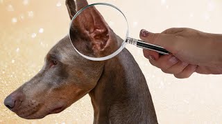 Squeaky Clean Doberman Ears The Effective AND Affordable HowTo [upl. by Ahtera]