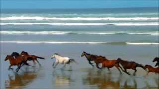 CAVALLI IN LIBERTAHORSES FOR FREEDOM Relaxing video in HD [upl. by Azmuh]