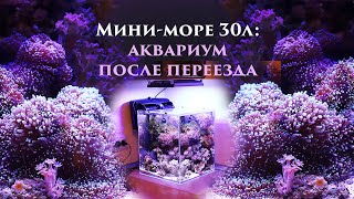 Море 30л аквариум после переезда на новое место [upl. by Meekar265]