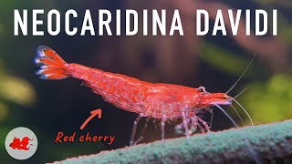 Crevettes Neocaridina davidi [upl. by Notnef]