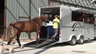 Cheval Liberte 4 Horse Trailer  Maxi4 [upl. by Ahsinert884]