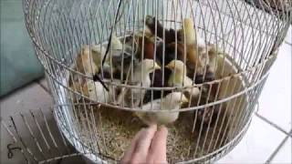 Big clean up of the cages from the chicks [upl. by Budworth]