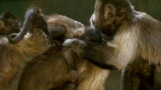 Capuchin Monkey Babies at Living Links [upl. by Berty]