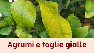 Perchè gli agrumi fanno le foglie gialle  AGRUMI LENZI [upl. by Ahtanamas]